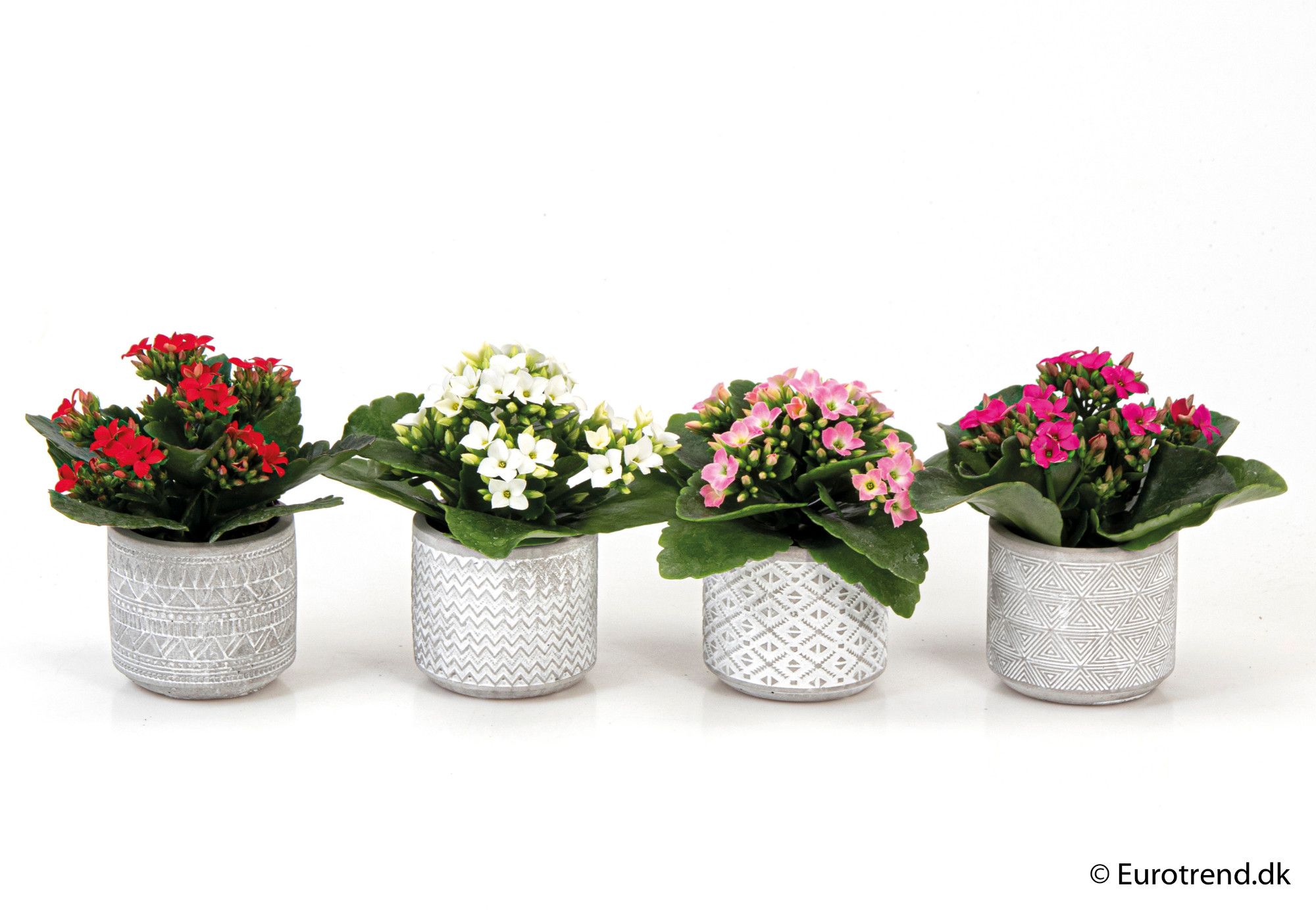 Kalanchoe in ceramic - New Look 2025, D 6