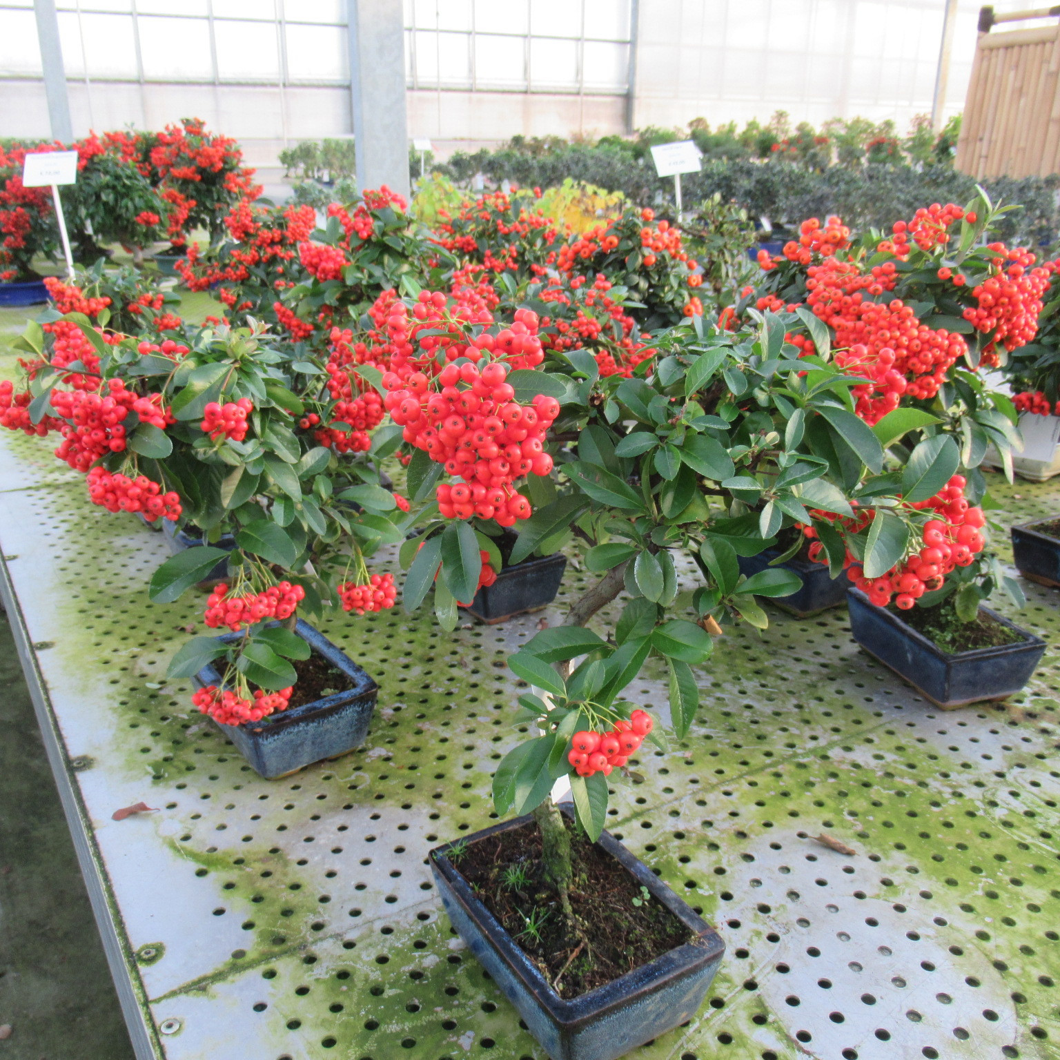 Pyracantha angustifolia 15cm., D 15 cm