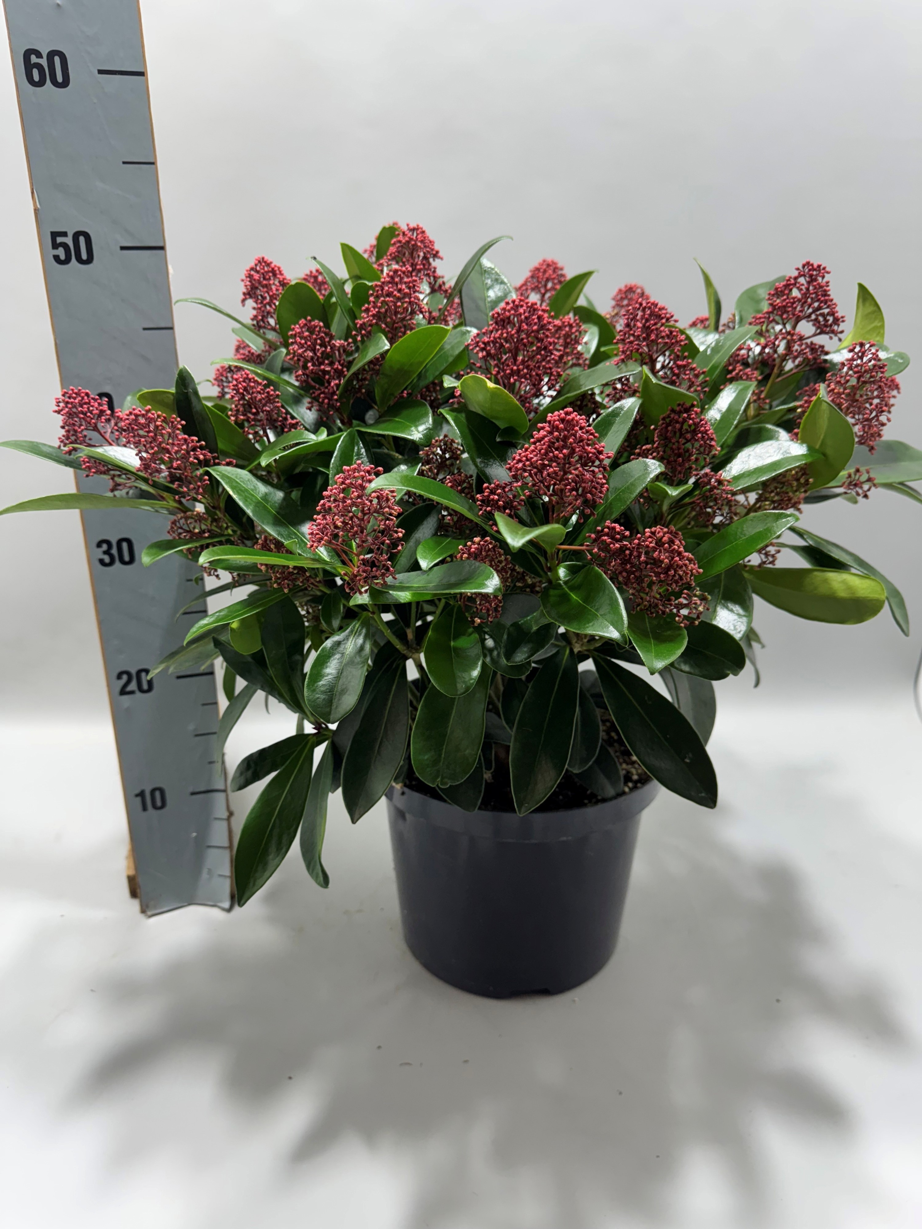 Skimmia Rubbella P23, D 23 cm