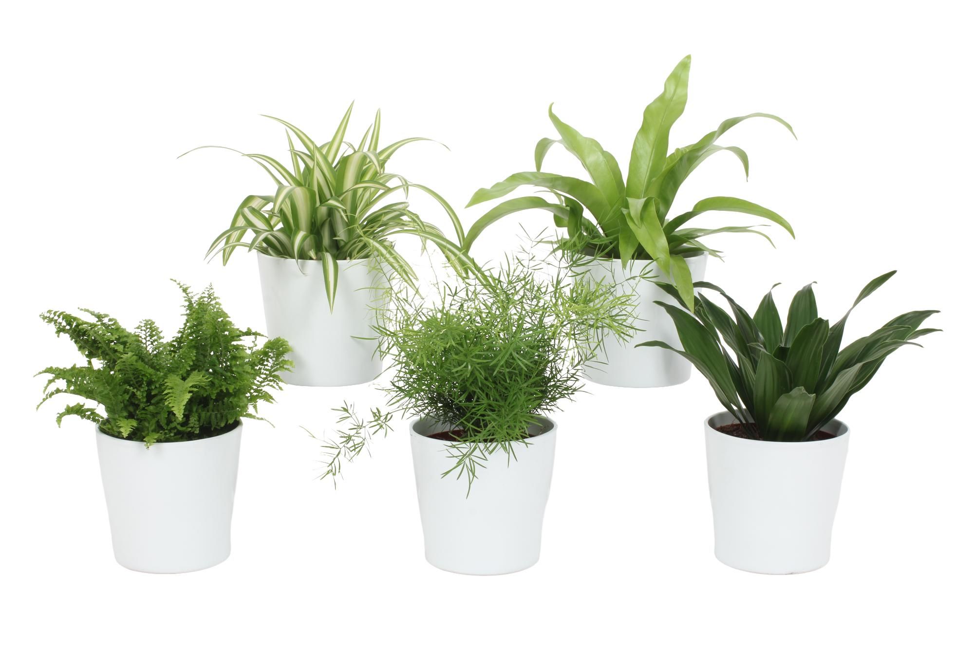 Groen Mix 12cm - Classic - Ibiza Wit Mat, D 12