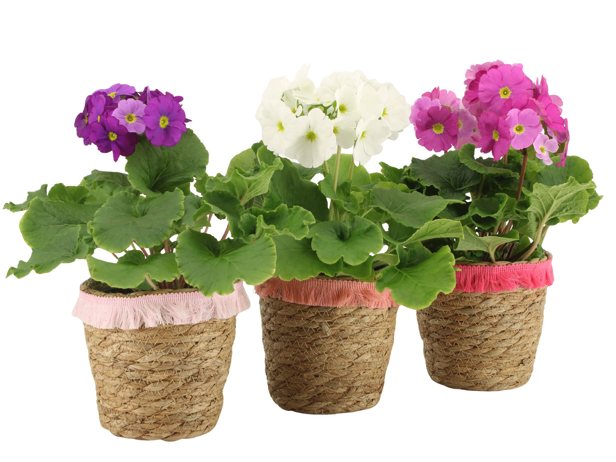 2501163: Solutionss Love, D 12