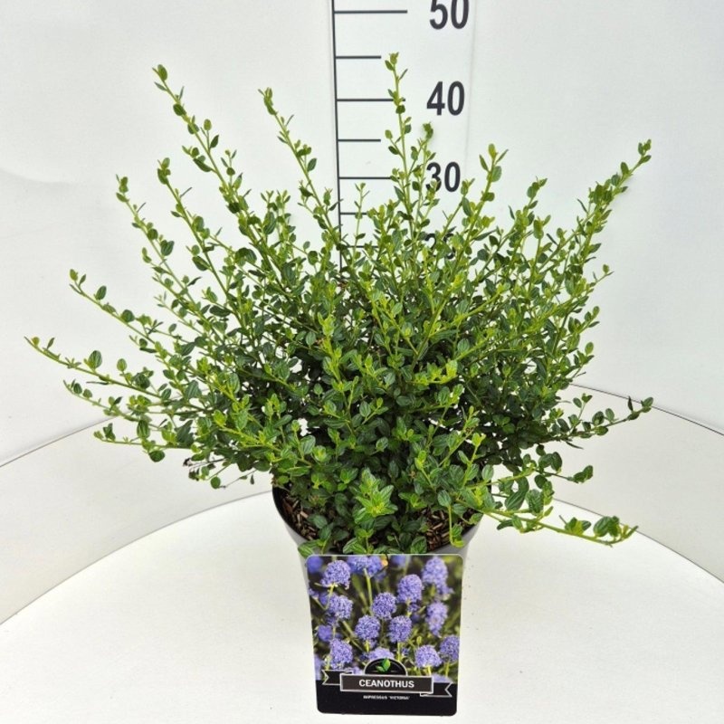 Ceanothus 'Skylark', D 29 cm