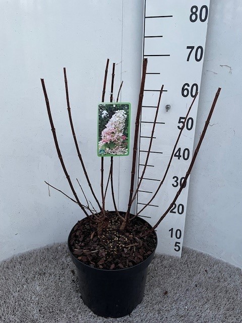 Hydrangea pan. Angels Blush 50-60 cm struik P26 C7,5, D 26