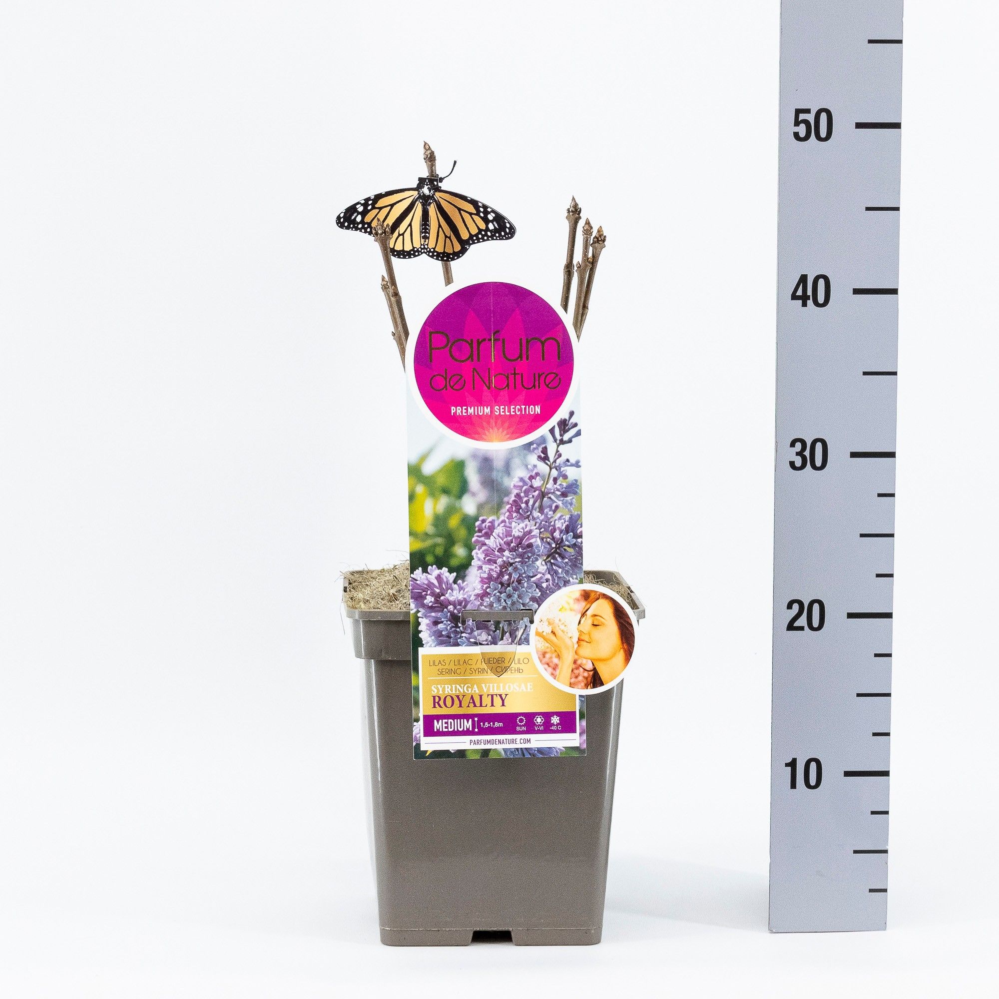 Syringa Royalty, 'Premium Selection', C5, D 23