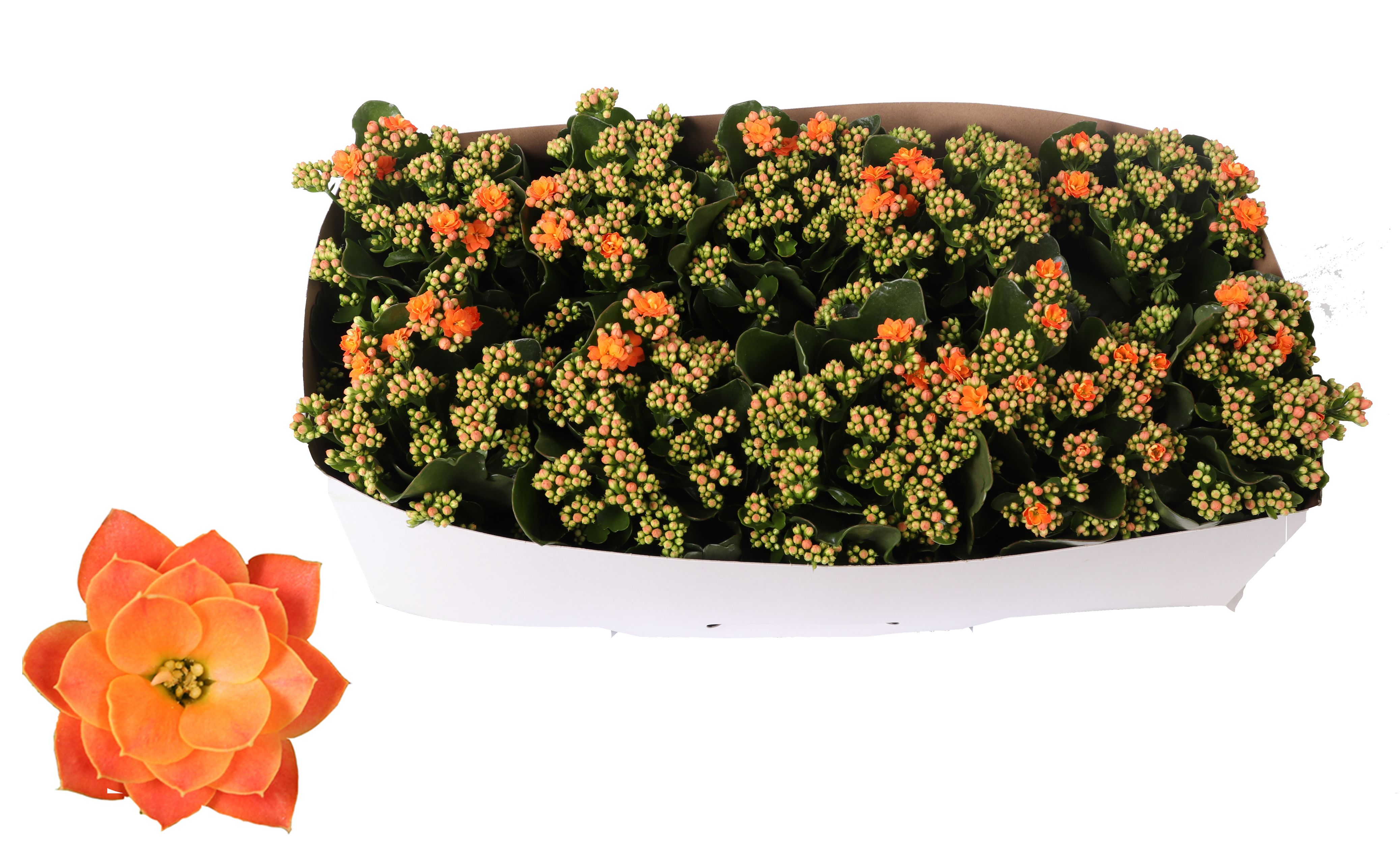 Kalanchoe Rosalina 12cm Don Pedro oranje, Traykraag, D 12 cm Kalanchoe Rosalina 12cm Don Pedro oranje, Traykraag, D 12 cm