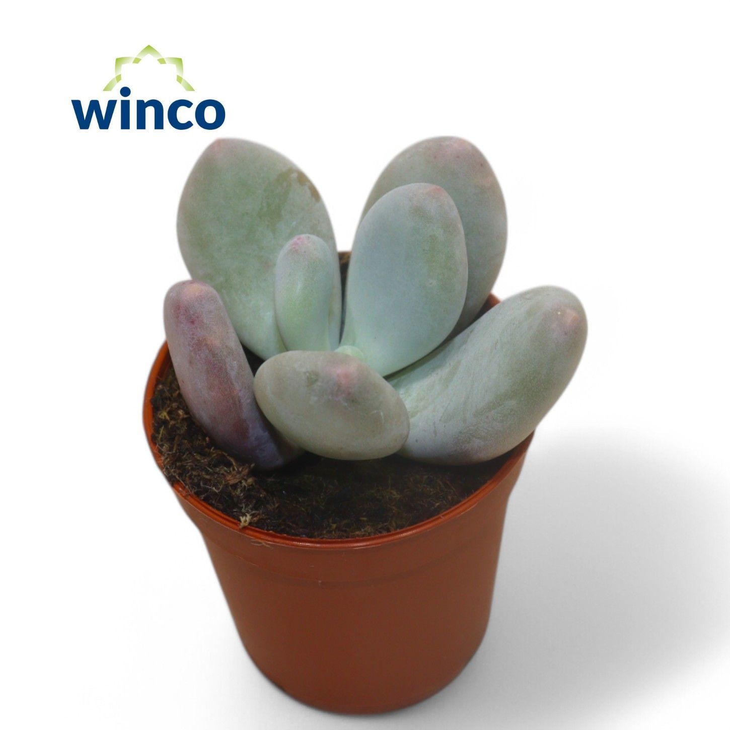 Pachyphytum Oviferum, D 5,5