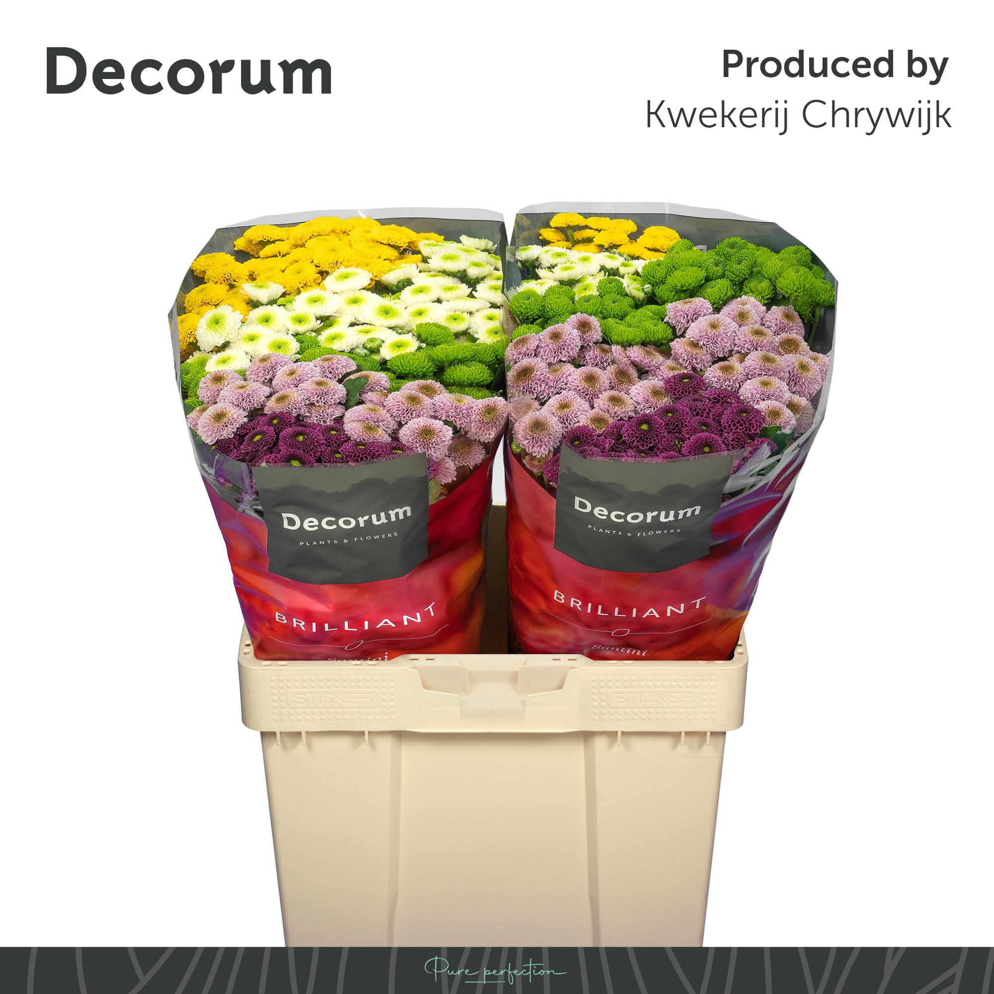 Сантини Помпон Микс в пачке, шт.