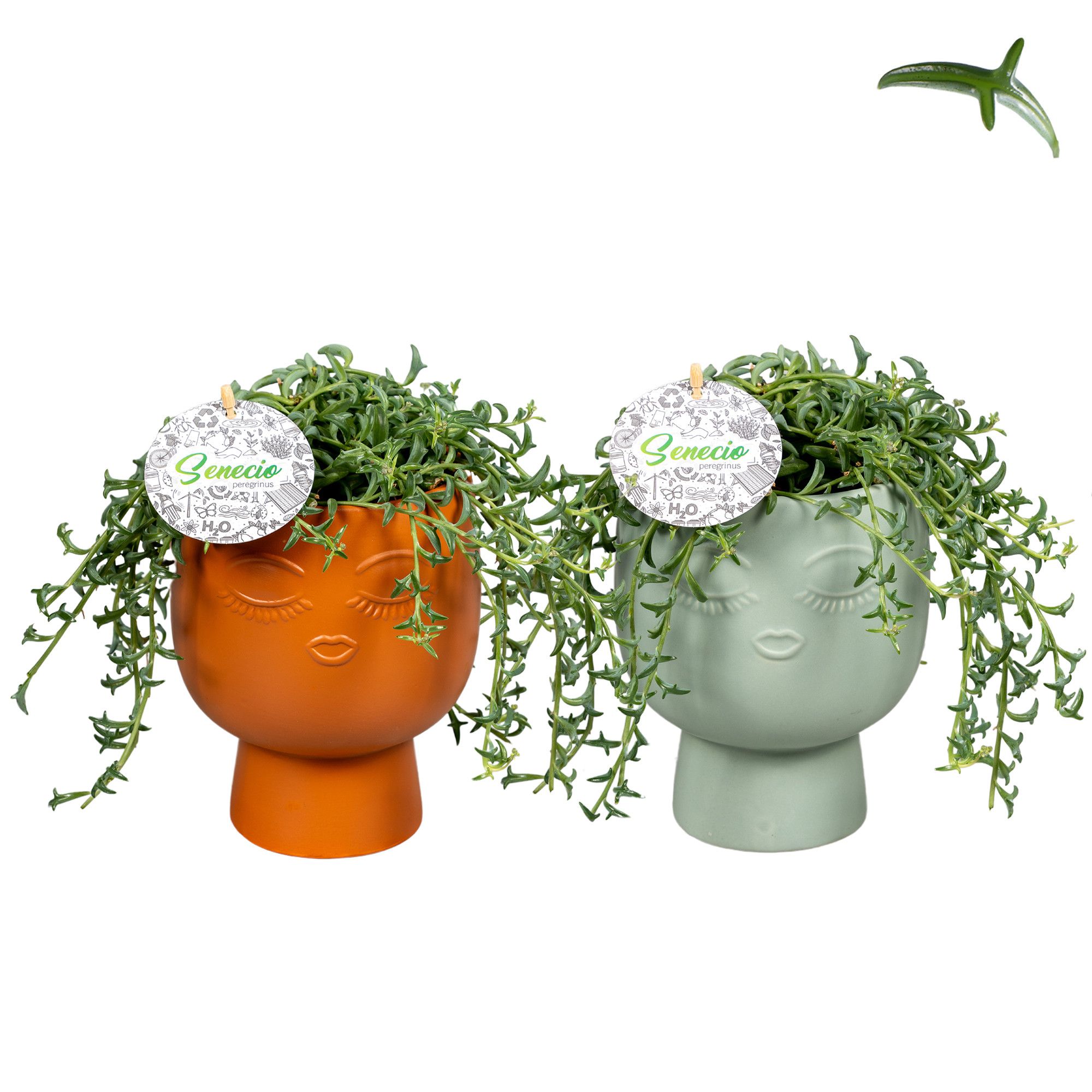 Senecio Peregrinus Marly Groen & Terra Keramiek, D 15