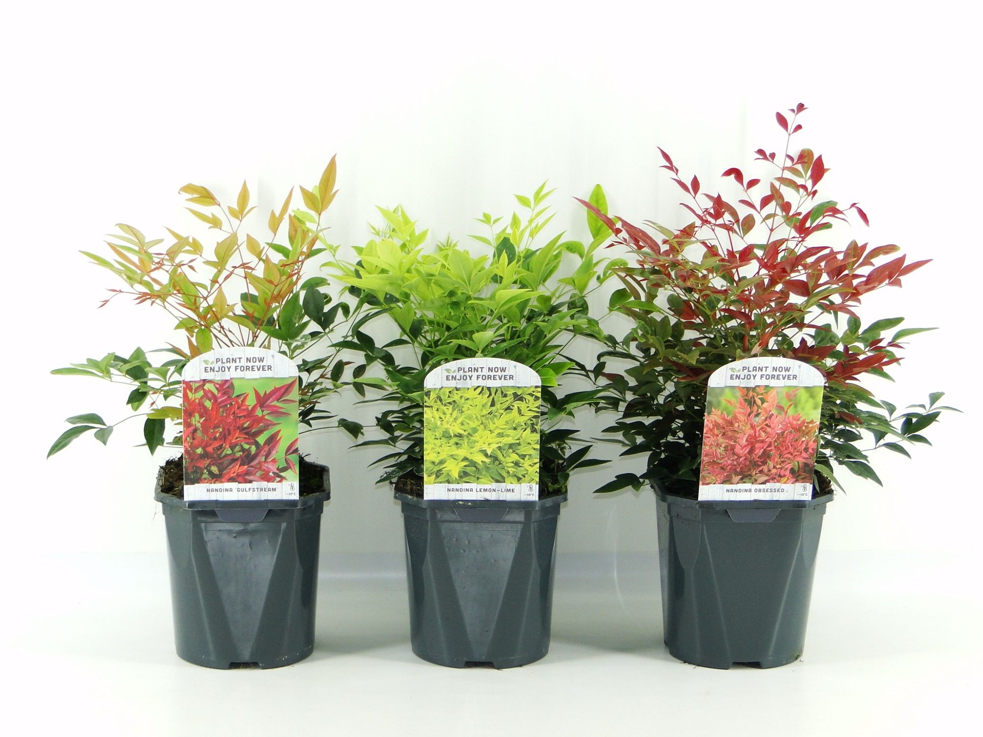 Nandina Dom. mix laag, D 17