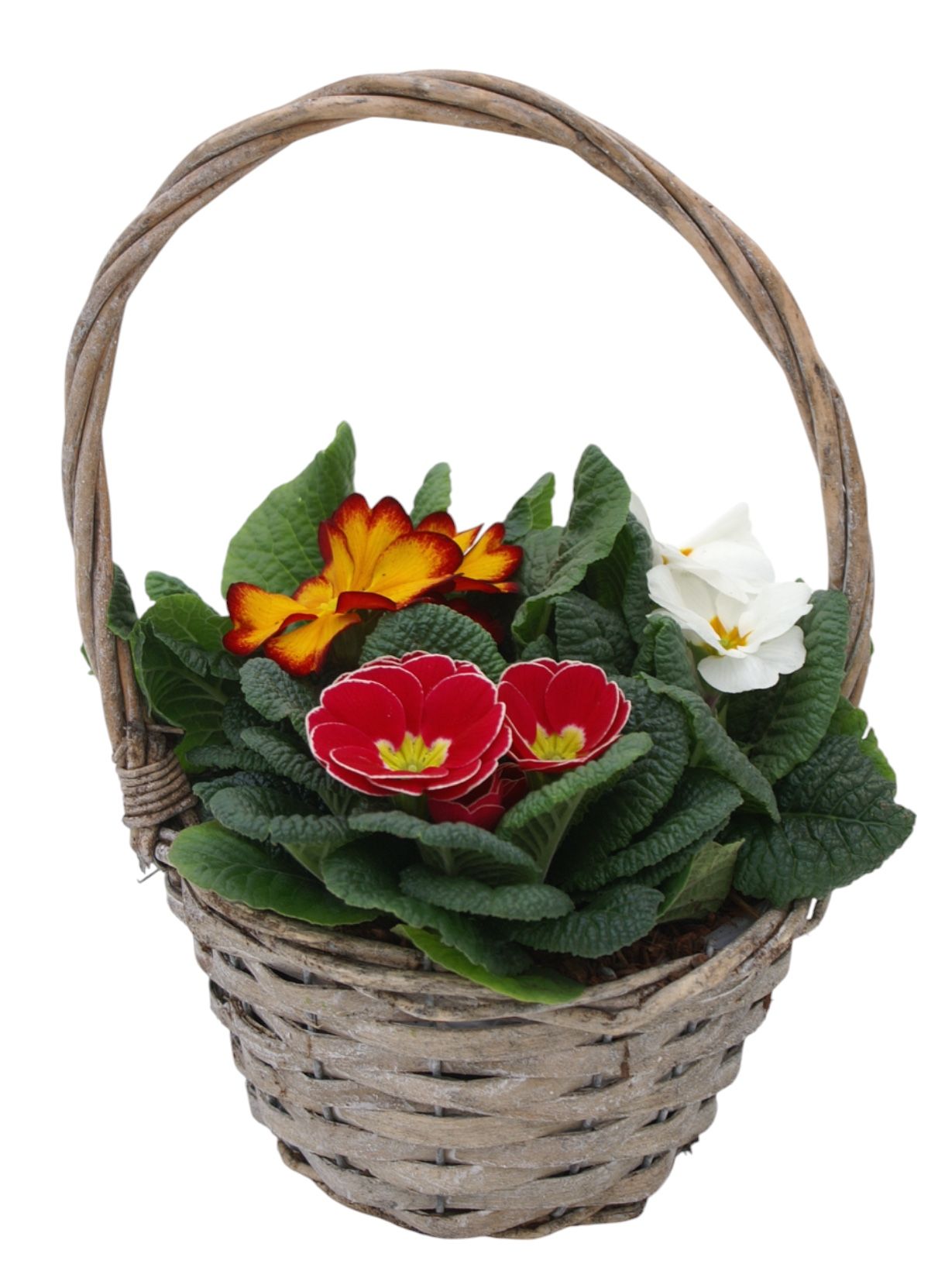 Primula Hengselmand 3x prim gemengd 575, D 19 cm