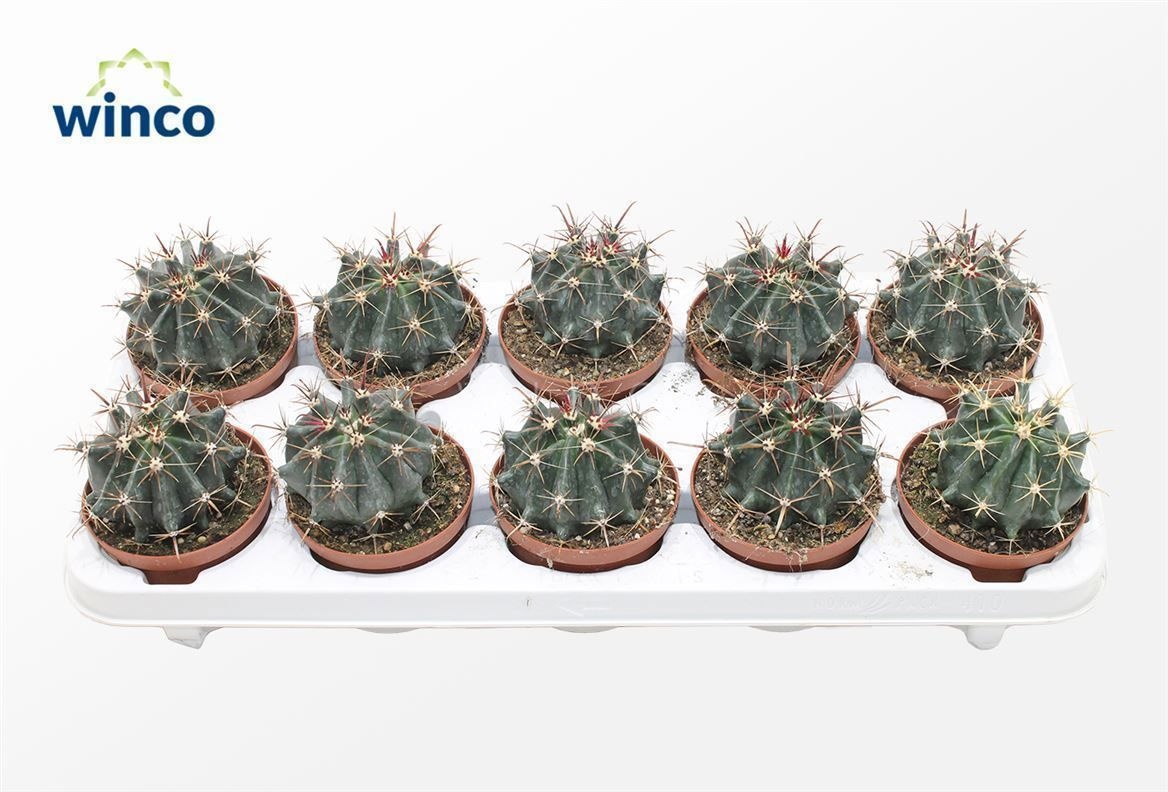 Ferocactus Horridus, D 10,5