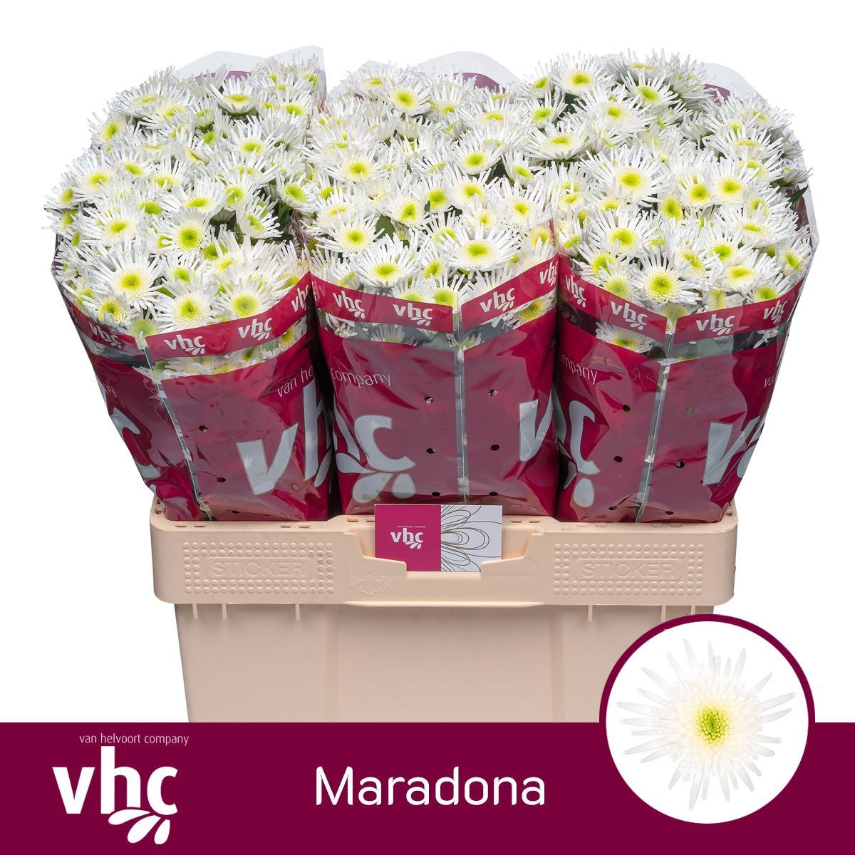 Сантини Марадона (бел.), шт.