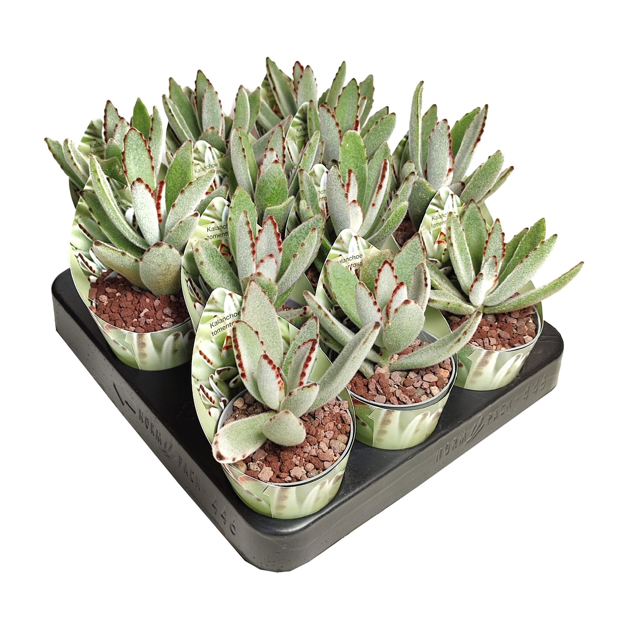 KALANCHOE TOMENTOSA - POT Ø 6,5 WITH POTCOVER (SUCCULENTEN), D 6,5