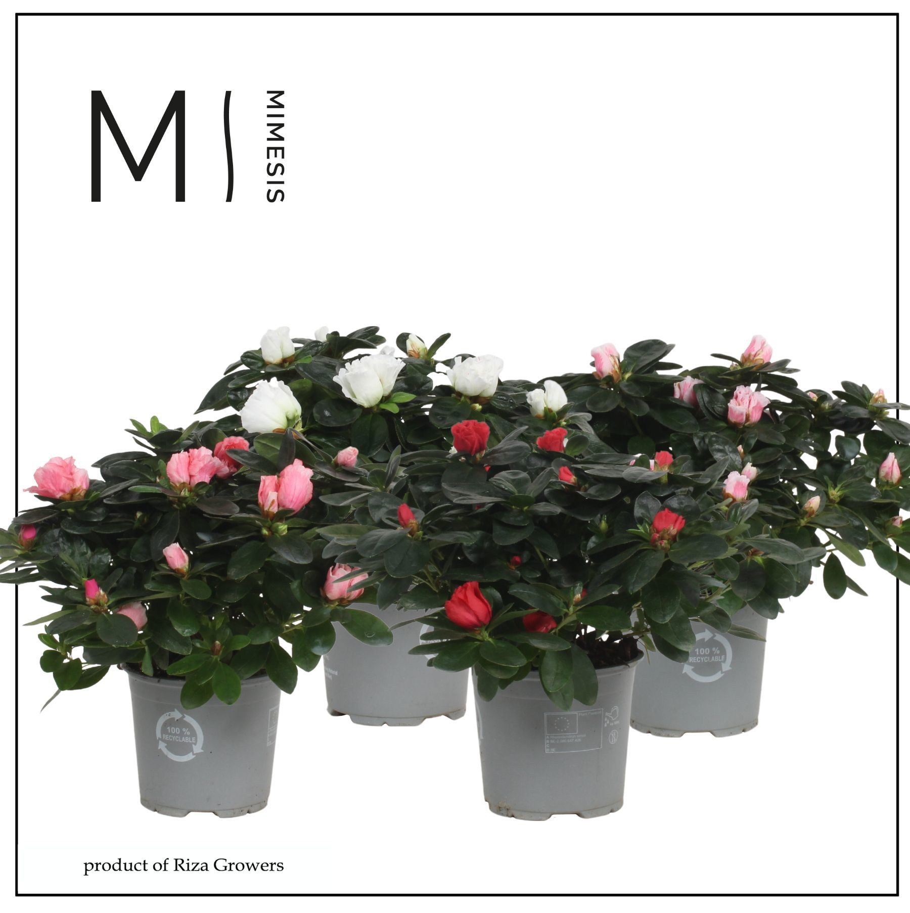 Mimesis Azalea Mix - 13cm, D 13 cm
