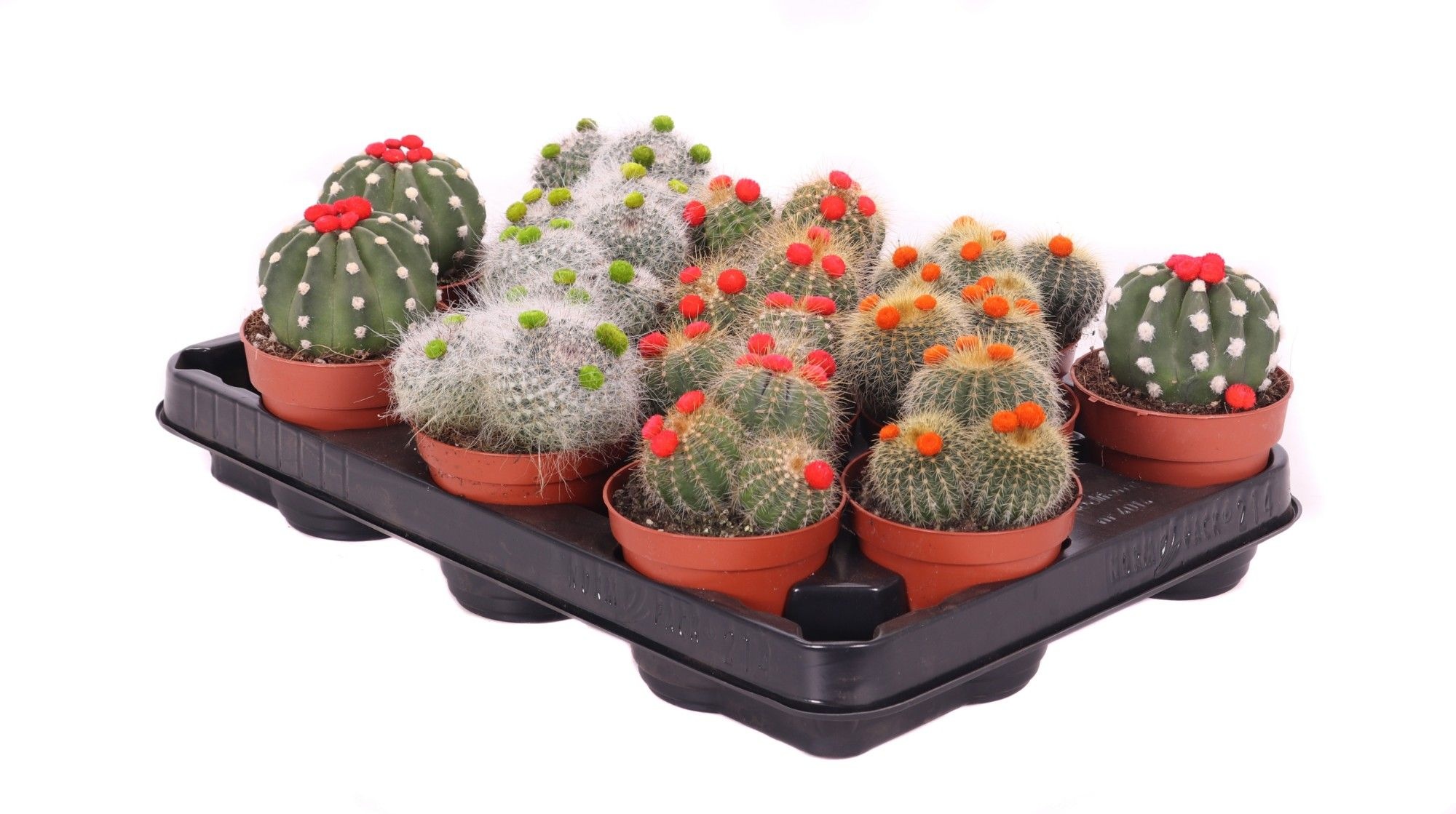 Cactus stro 8,5 cm, D 8,5 cm