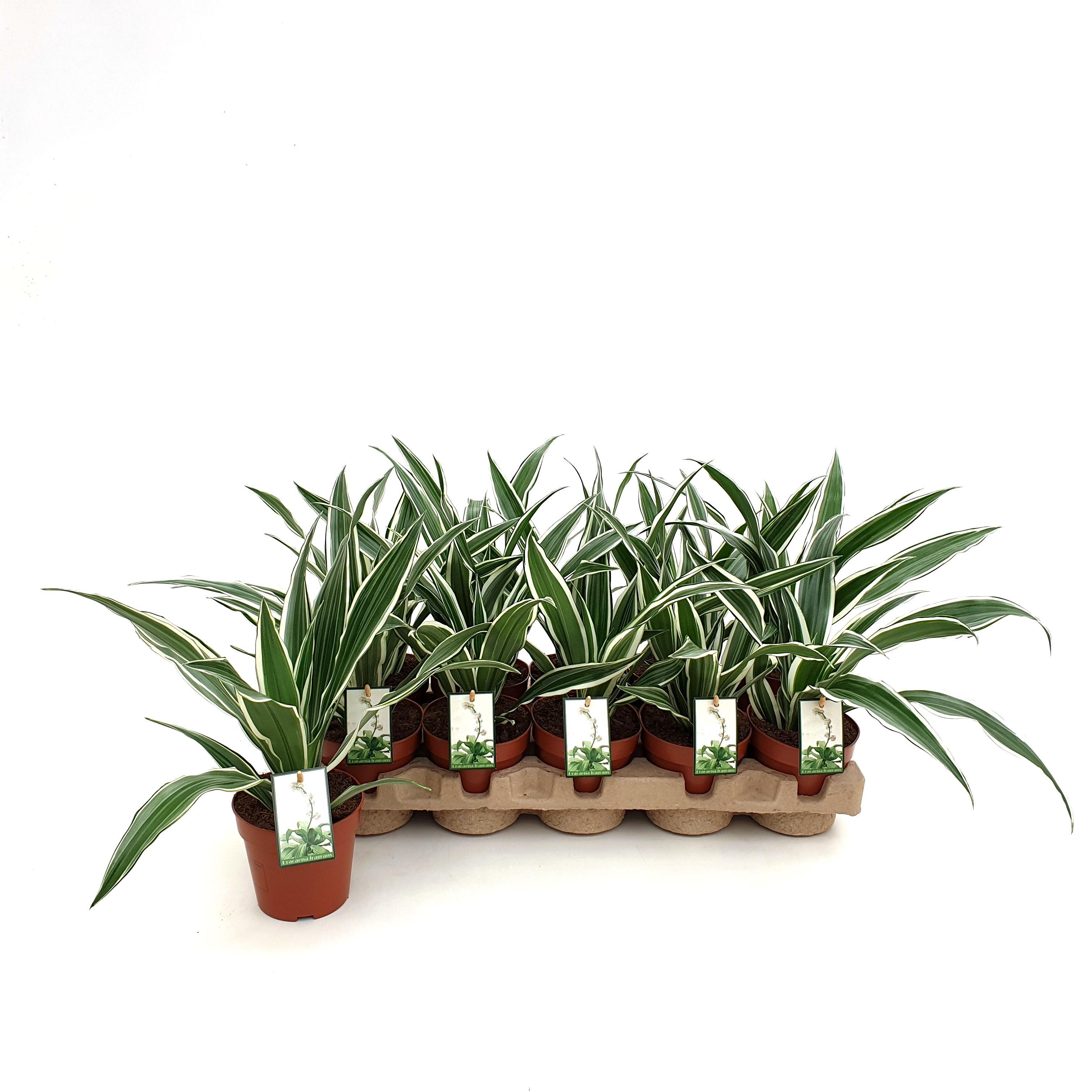 Dracaena White Stripe in EcoExpert tray, D 12