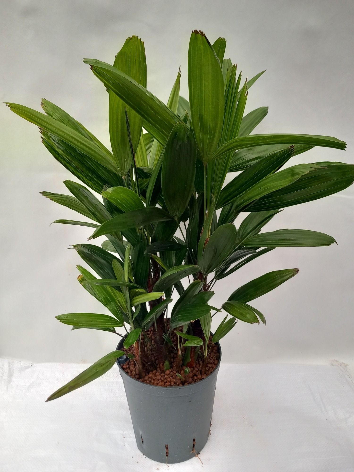 Rhapis excelsa hy, D 18