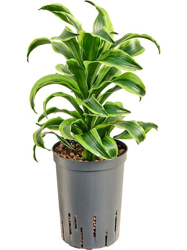 Dracaena fragrans 'Tornado', D 15