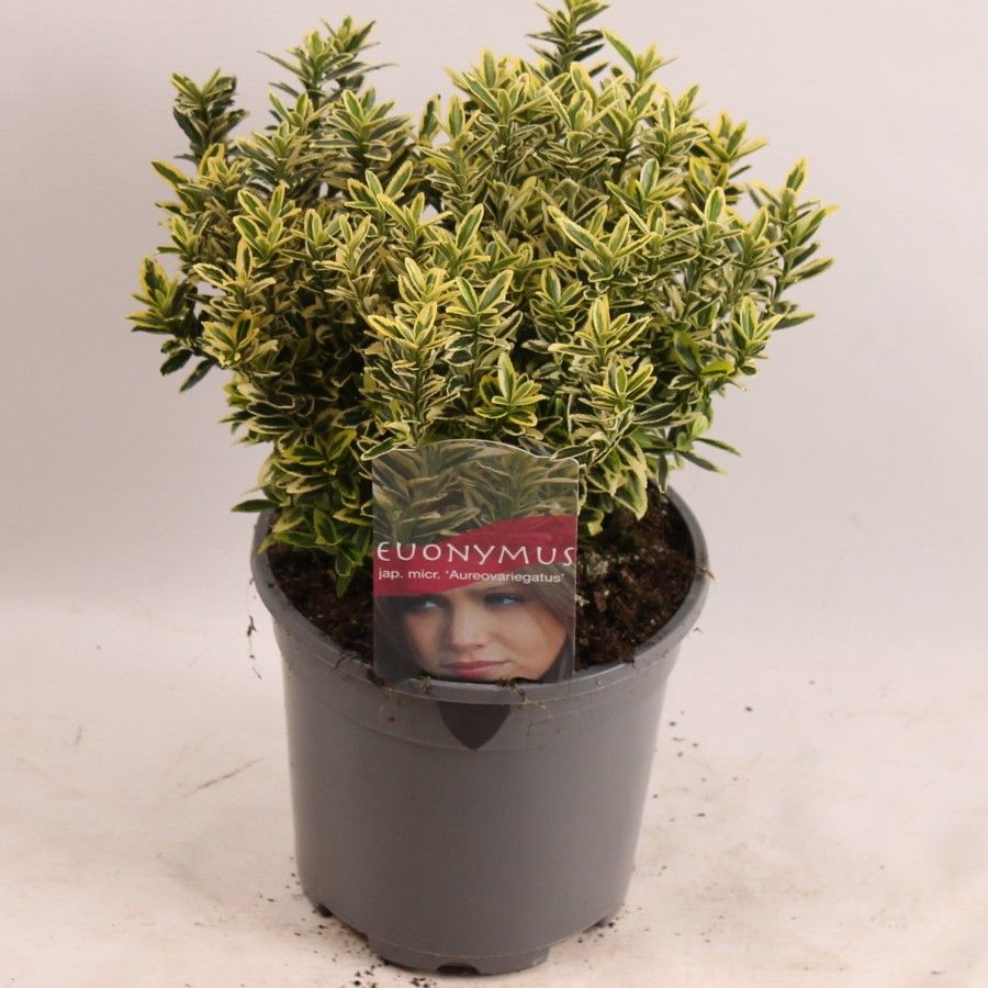 Euonymus jap. Micro. Aureovariegatus, D 17