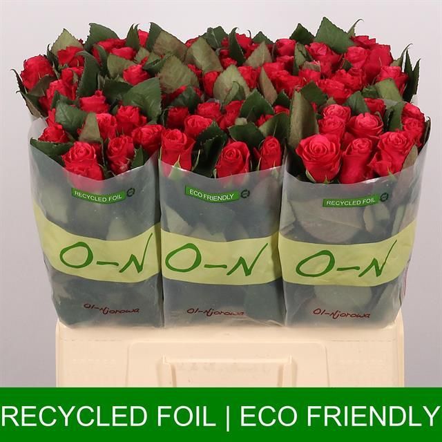 Роза од. Такази+ 60, шт.