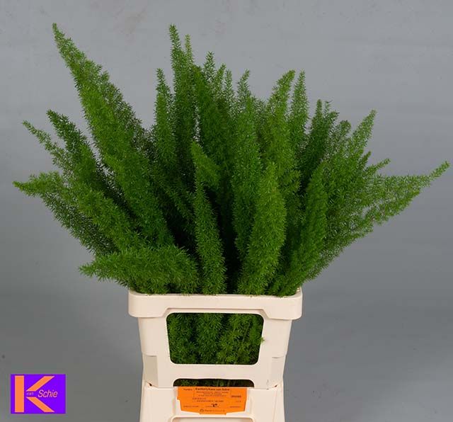 Аспарагус Маерс 70, шт.