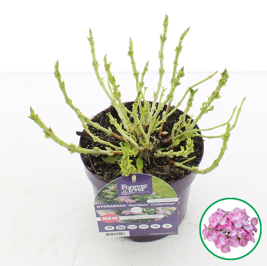 Hydrangea macr. Forever & Ever® 'Hortbux'® Roze C2 (17cm.), D 17