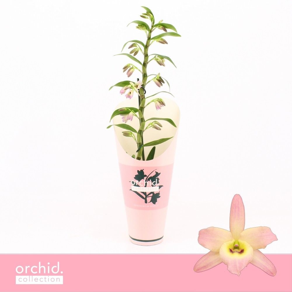 Dendrobium Nobilé, Fairlight 1-spike'Orchid Collection' Potcover, D 12