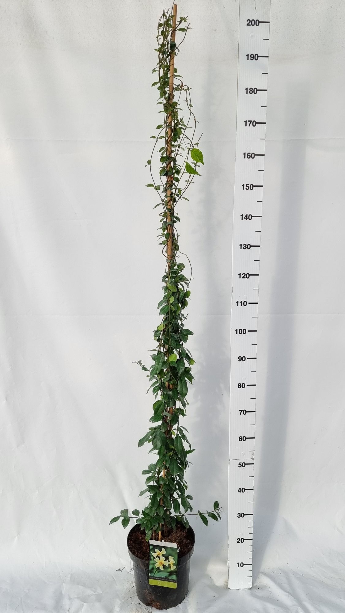 Trachelospermum jasminoides 'Star of Toscane', D 26