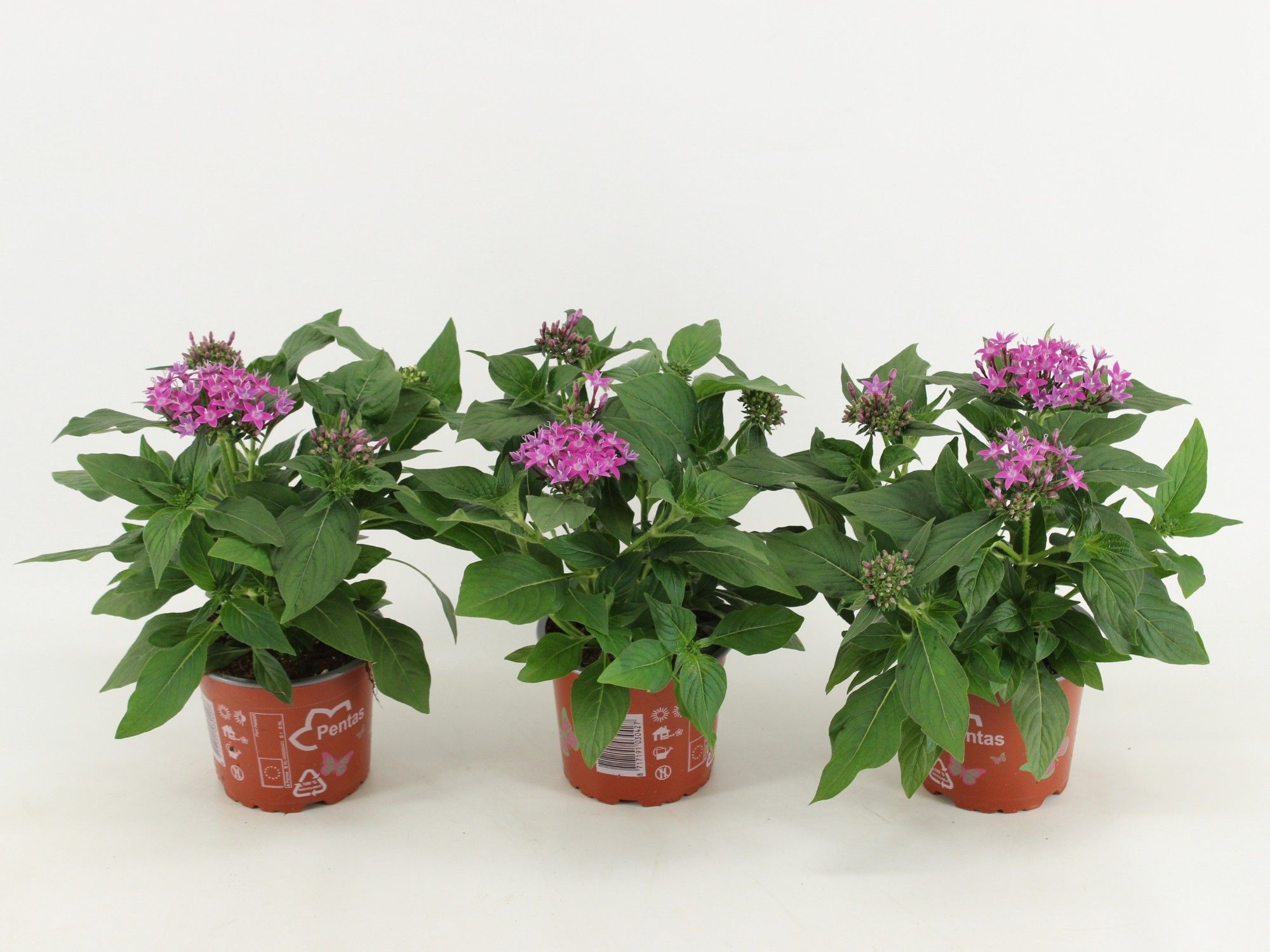 Pentas Graffiti Violet, D 12