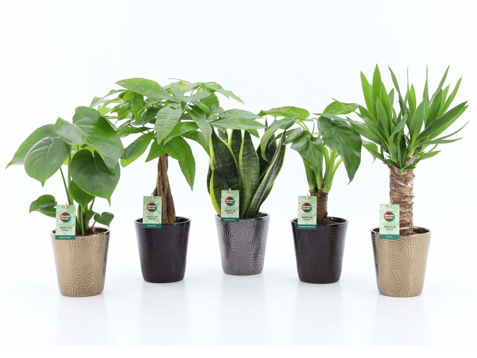 Tropic Mix in Infinity Keramiek, D 13