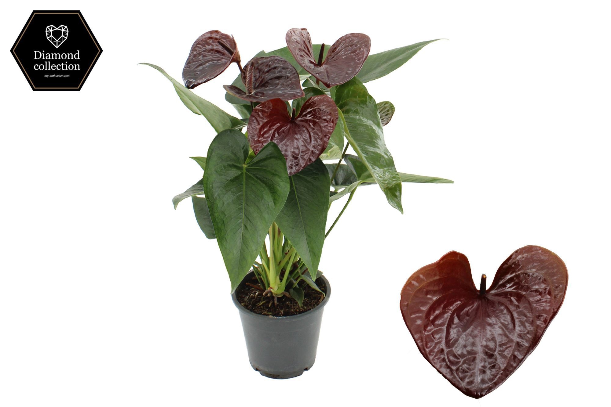Anthurium 12 cm Essencia in transparant sleeve, D 12
