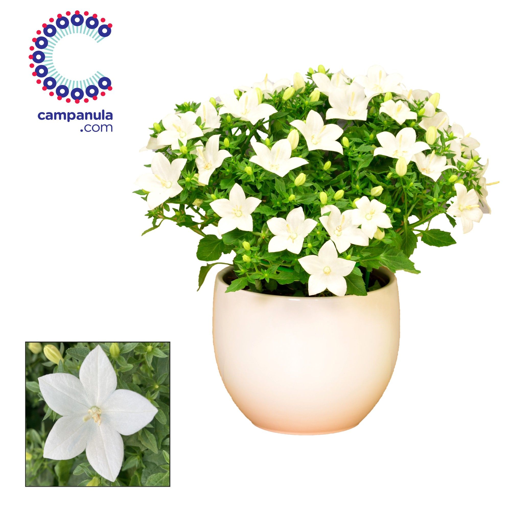 Campanula 'Atlanta' Melanie, D 13