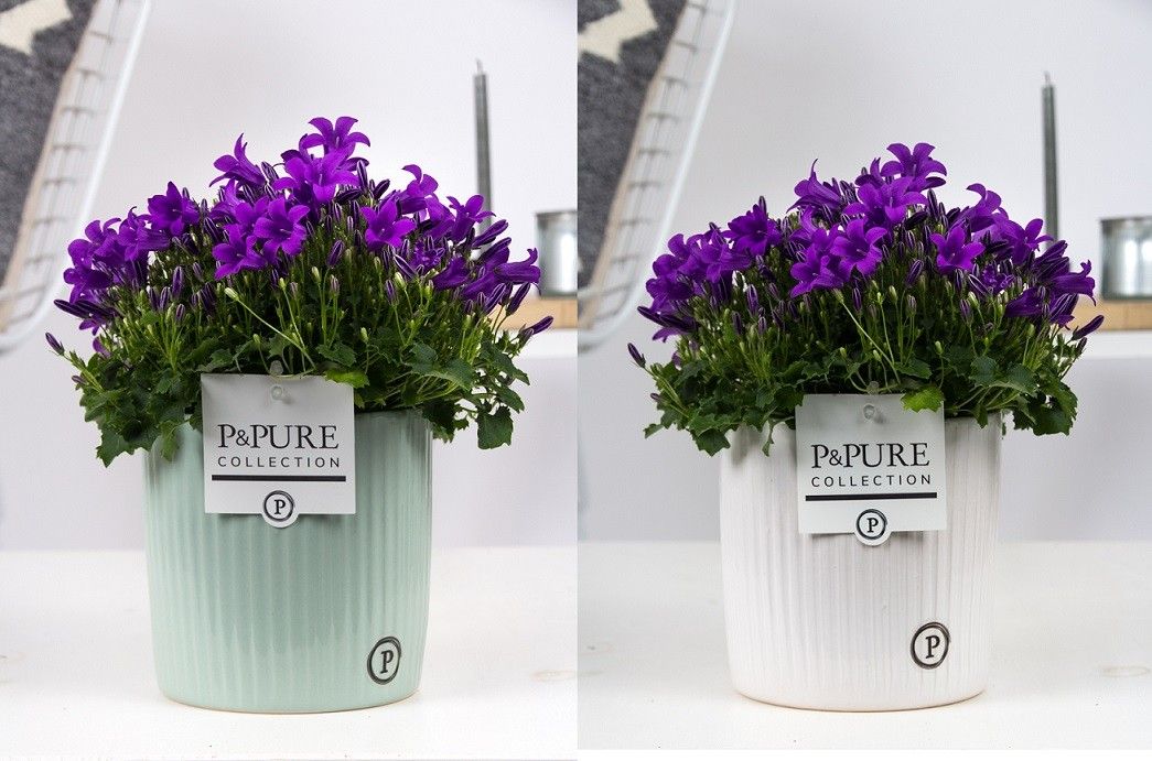 Campanula Porto LL Pure Sophie, D 15