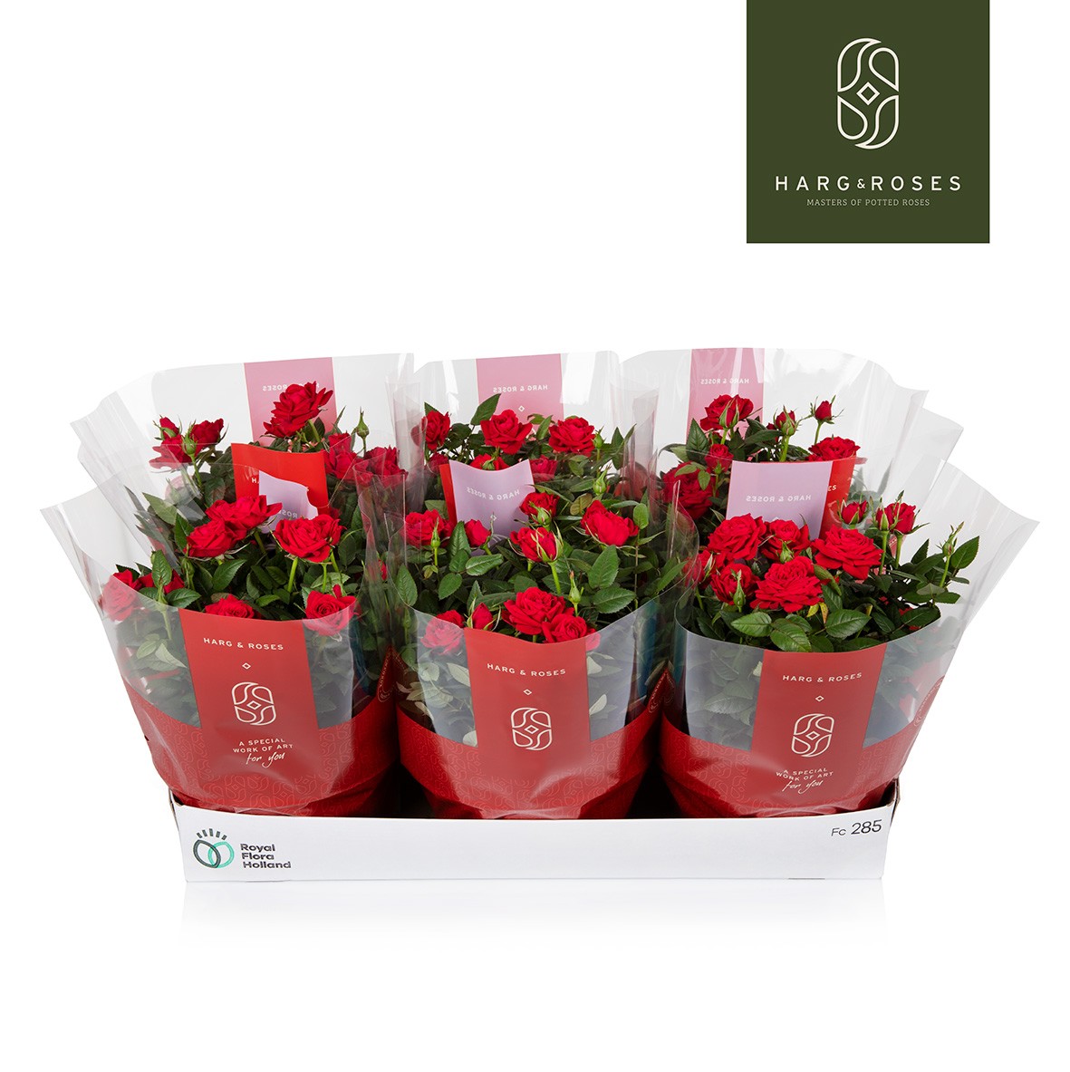 Rosa Kordana Apache Schaal in geschenk hoes, D 21