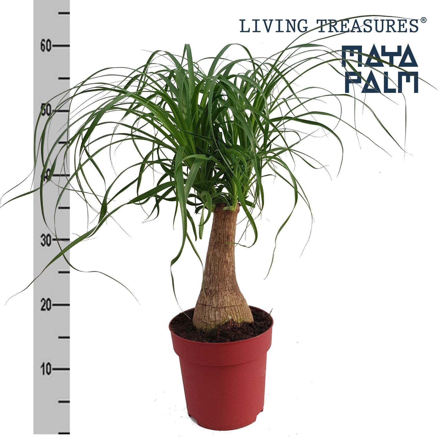 Beaucarnea "Maya Palm" stam P19, D 19