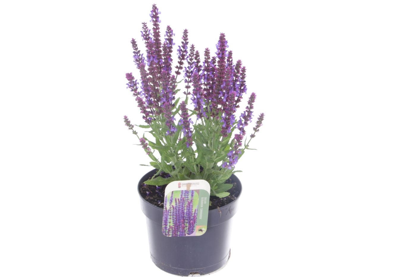 Salvia nemorosa APEX Blue, D 17