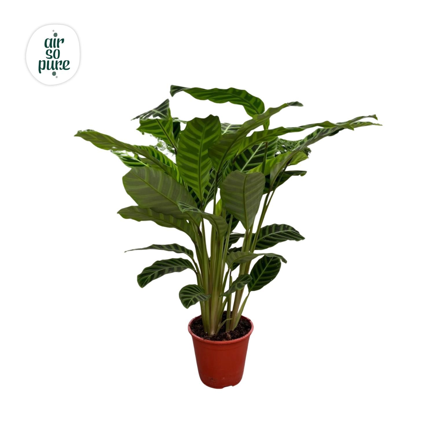 Calathea Zebrina, D 19
