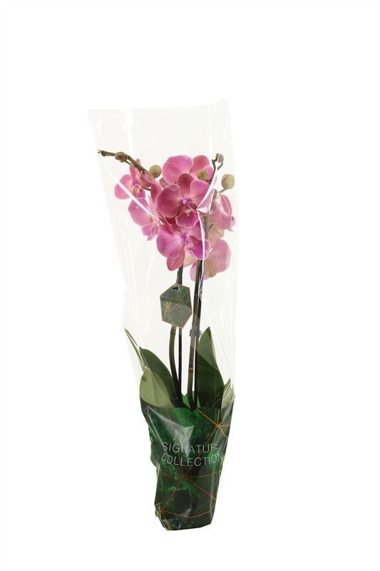 Phal signature op kleur 2T16+, D 12