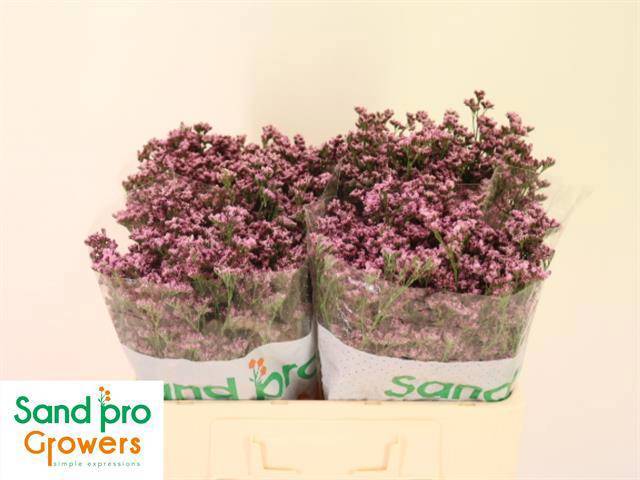 Лимониум Сильвери Пинк 50, шт.