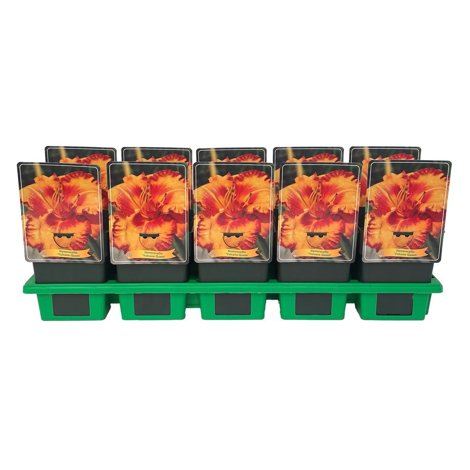 Hemerocallis 'Vulcano Queen' P11, D 11