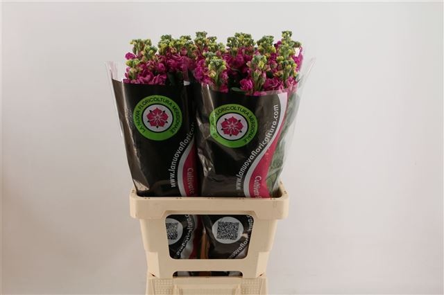 Маттиола од. Айрон Роуз 70, шт.