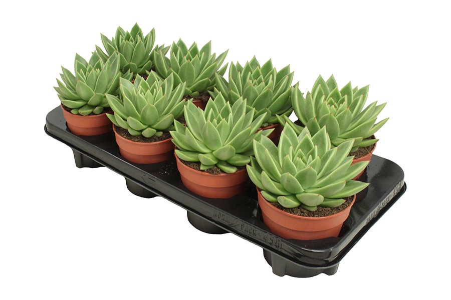 Echeveria Miranda, D 12