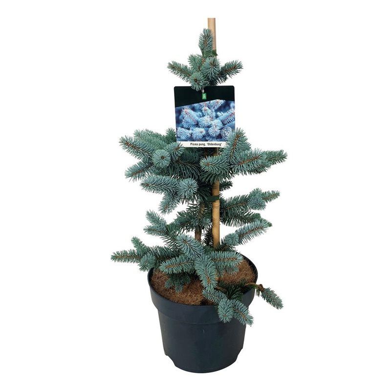 Picea pung. 'Oldenburg', D 26 cm