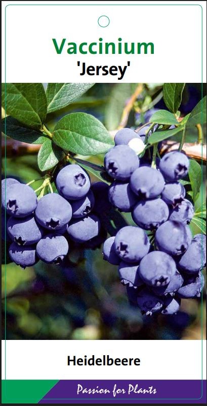 Vaccinium cor. 'Jersey' 40-60C5, D 23 cm