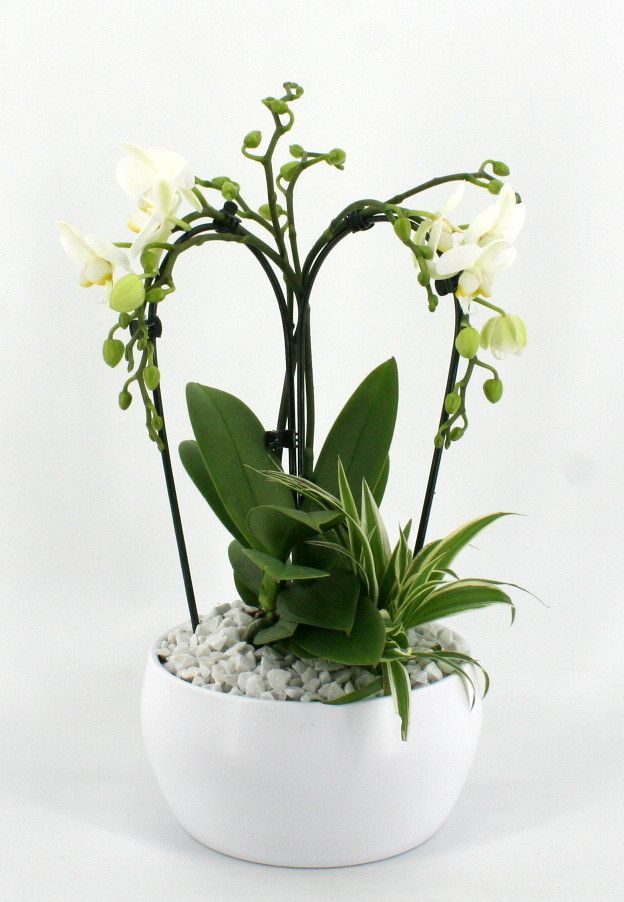 Phal. 2 tak 'Cascade' 9 cm Topf 'Table Dance' + Beipflanze in Schale 'Maui' taupe oder weiß, D 17