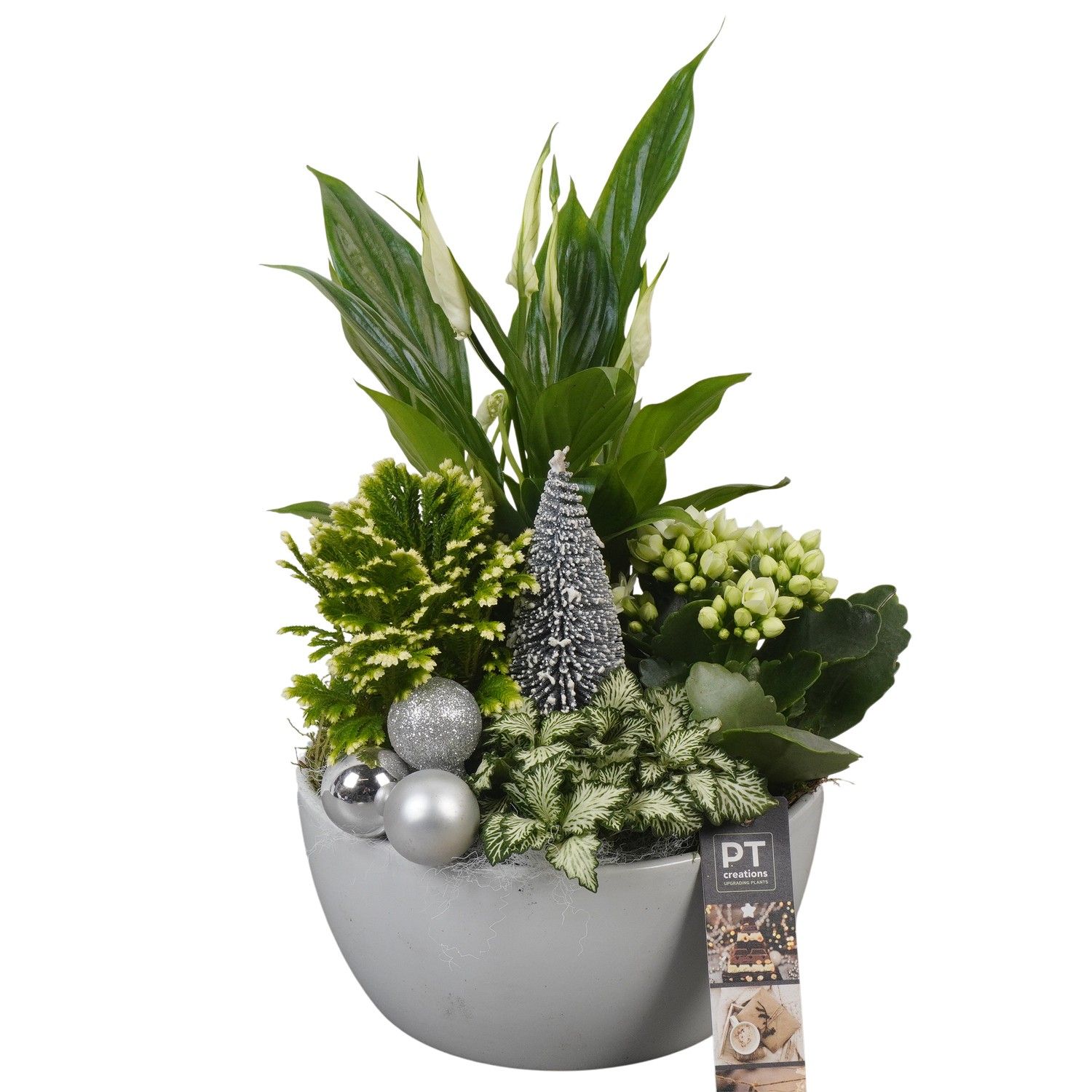 PTCHW4305 Arrangement Christmas White in keramiek schaal, D 18 cm