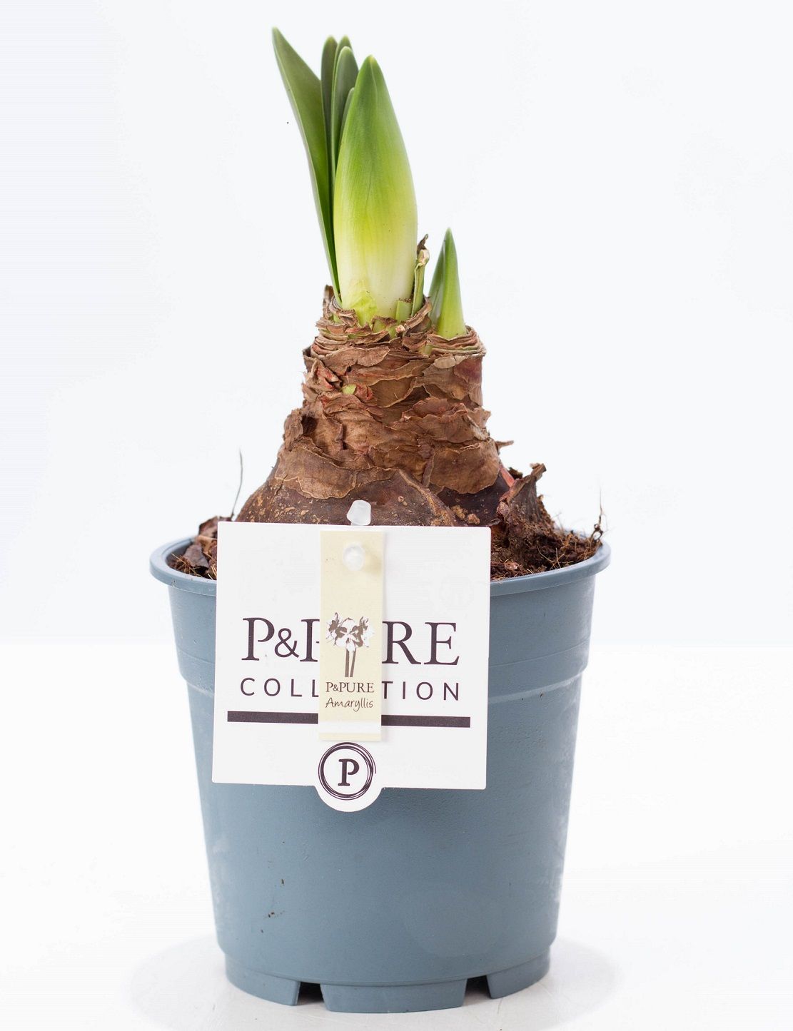 Hippeastrum white P&PURE Collection, D 12