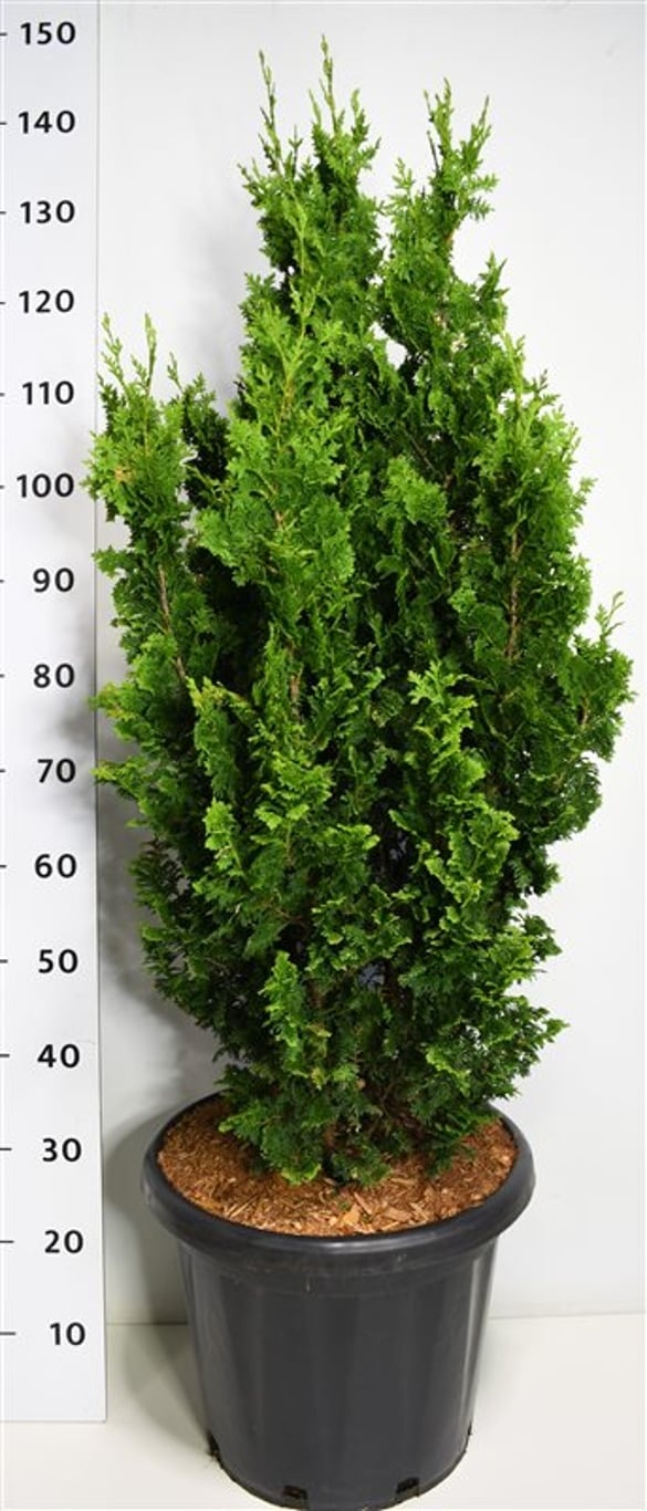Thuja occ. 'Zmatlik', D 38