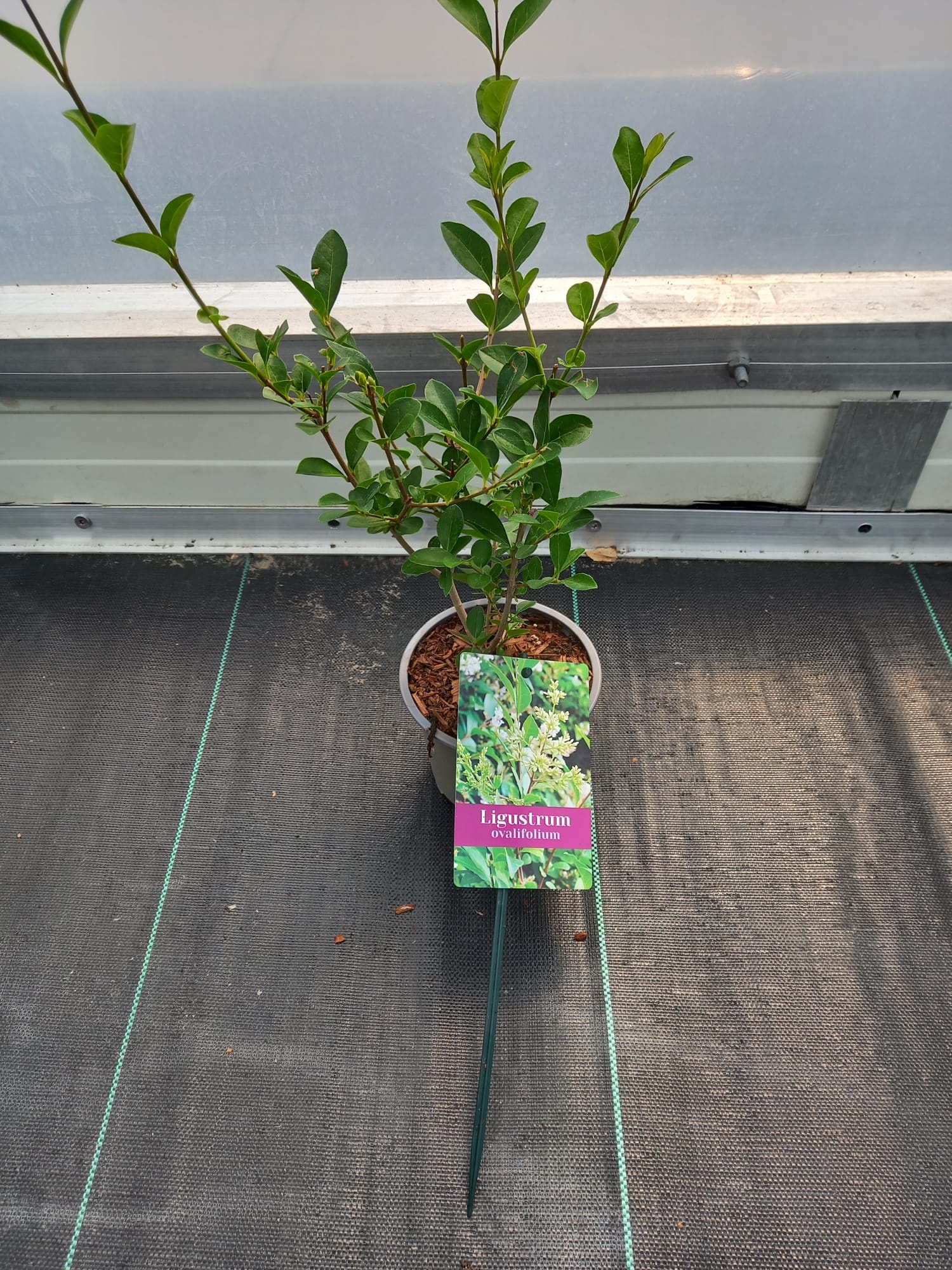 Ligustrum ovalifolium, D 12