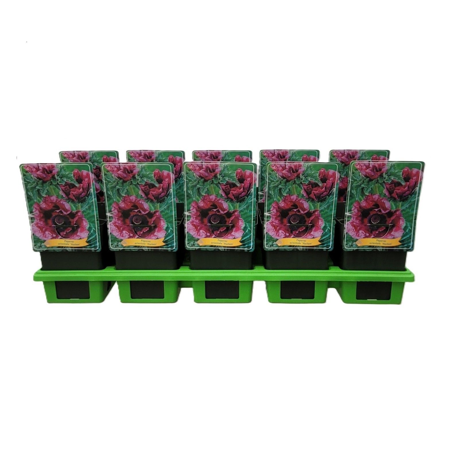 Papaver orientale 'Harlem' P11, D 11